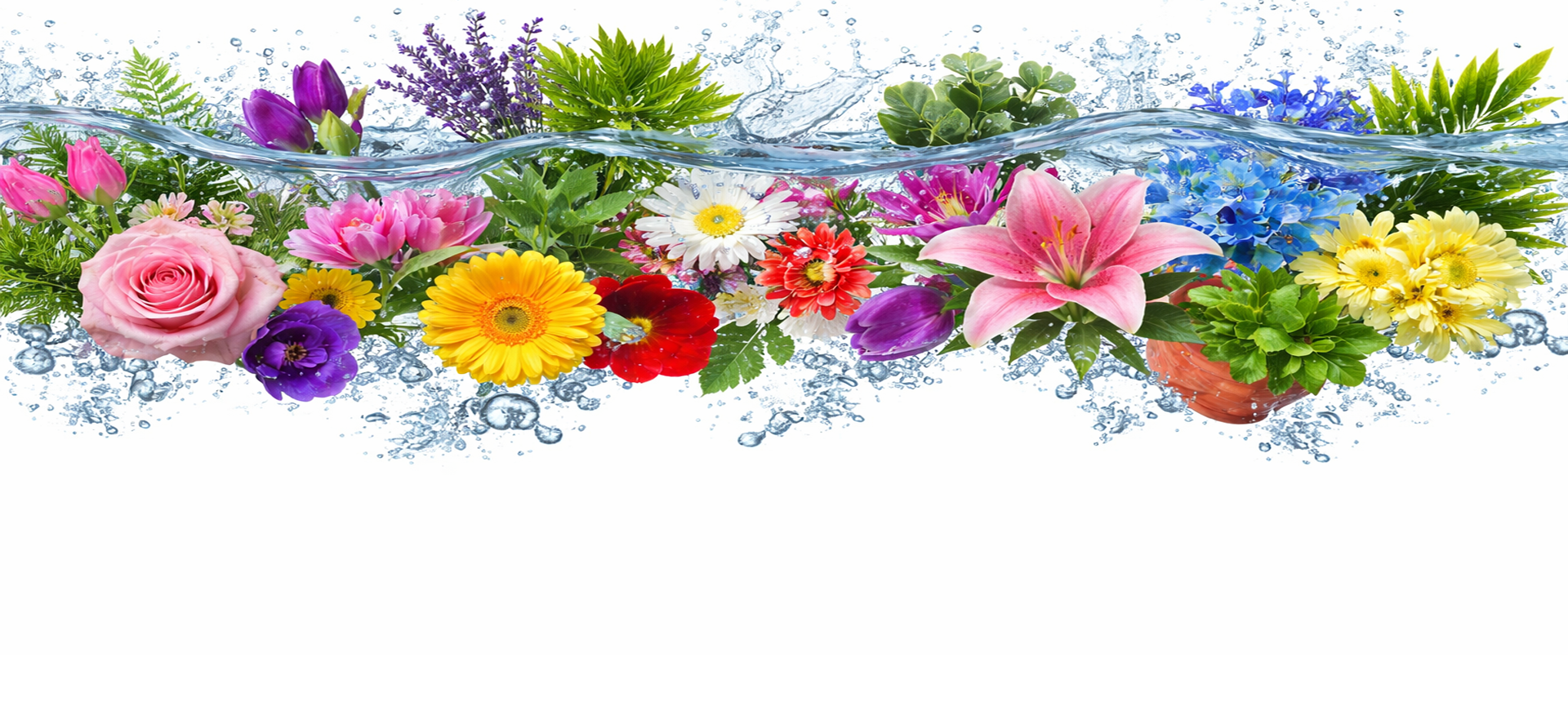 Wholesale flowers and plants